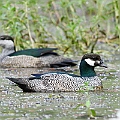 A pair of Green Pygmy Geese<br />Canon EOS 7D + EF400 F5.6L